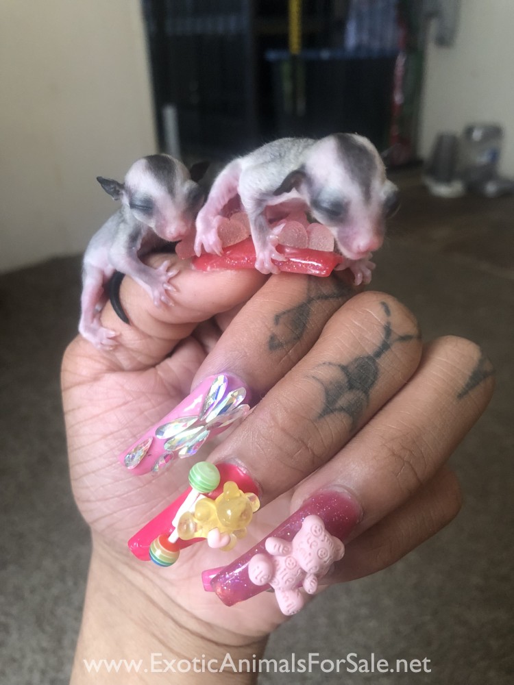 Sugar Glider Joeys for Sale