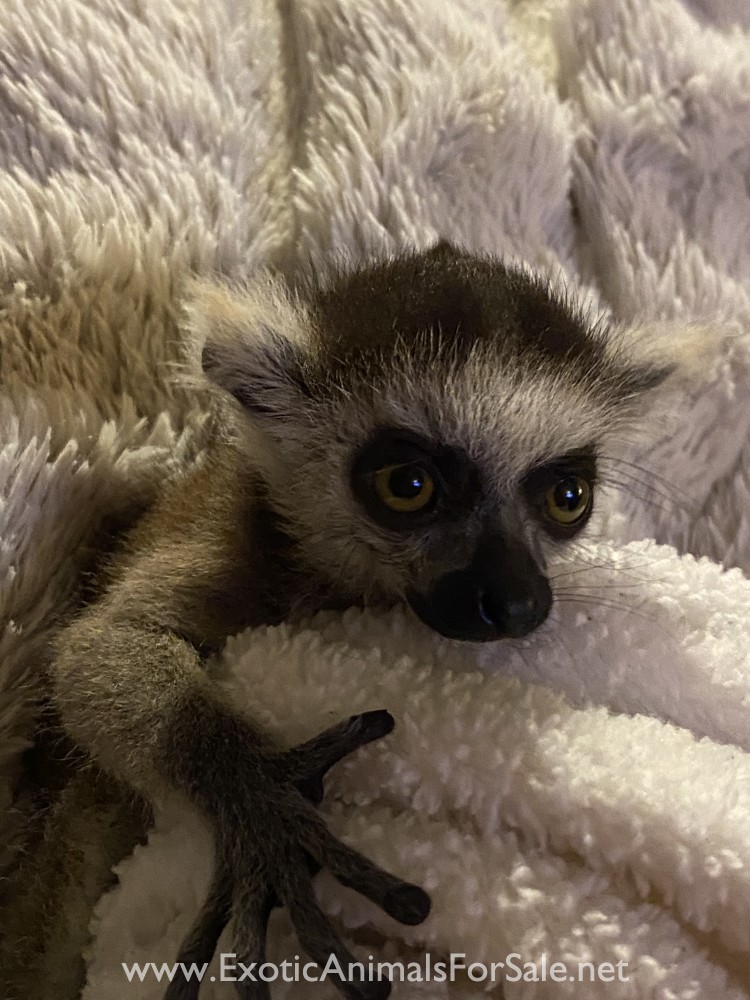 Ring Tail Lemur for Sale