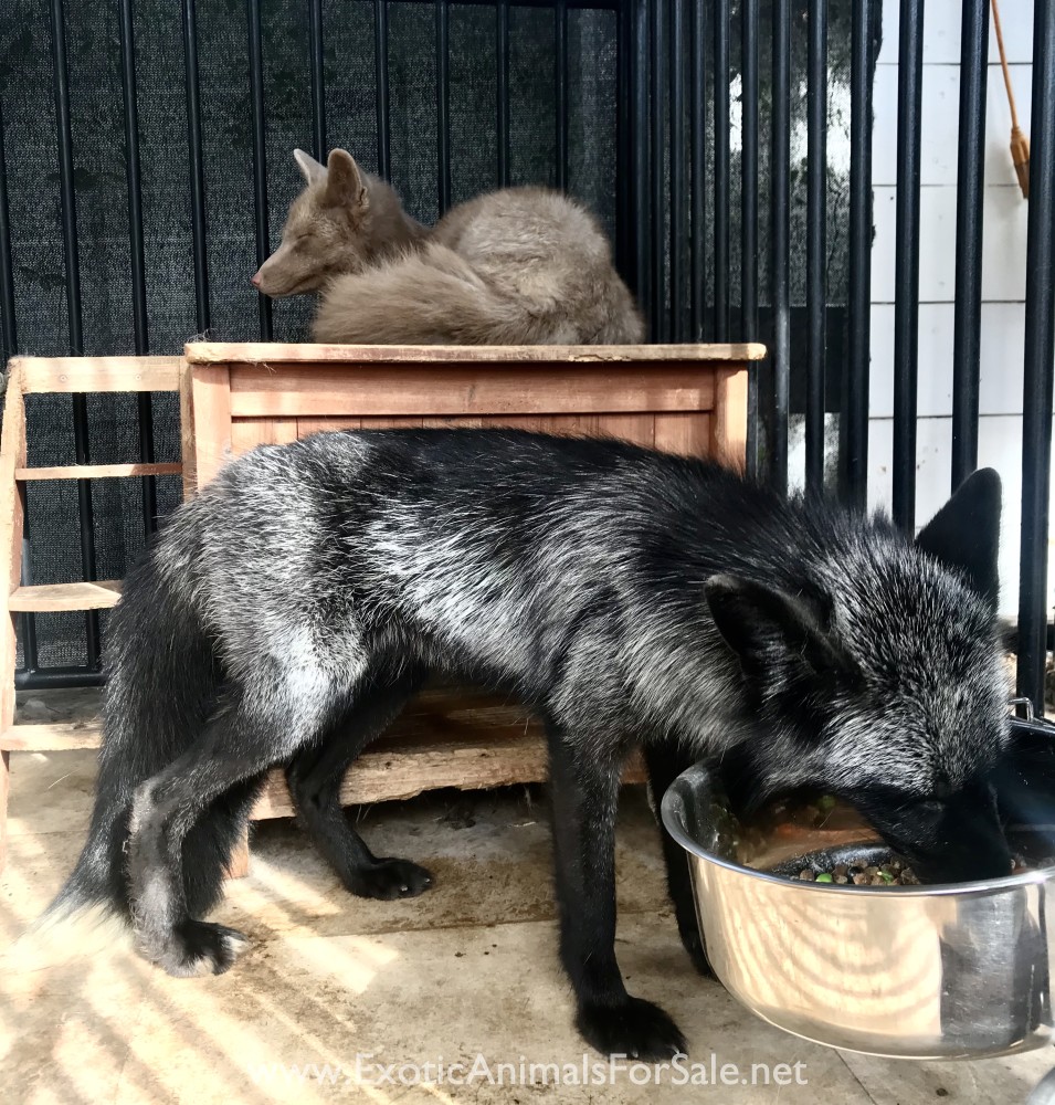 Silver Fox Babies for Sale
