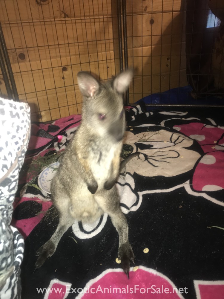 Male wallaby for Sale