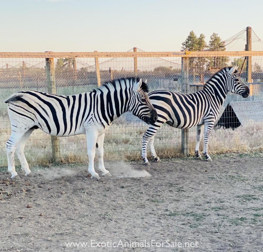 Adult Zebra Pair For Sale for Sale
