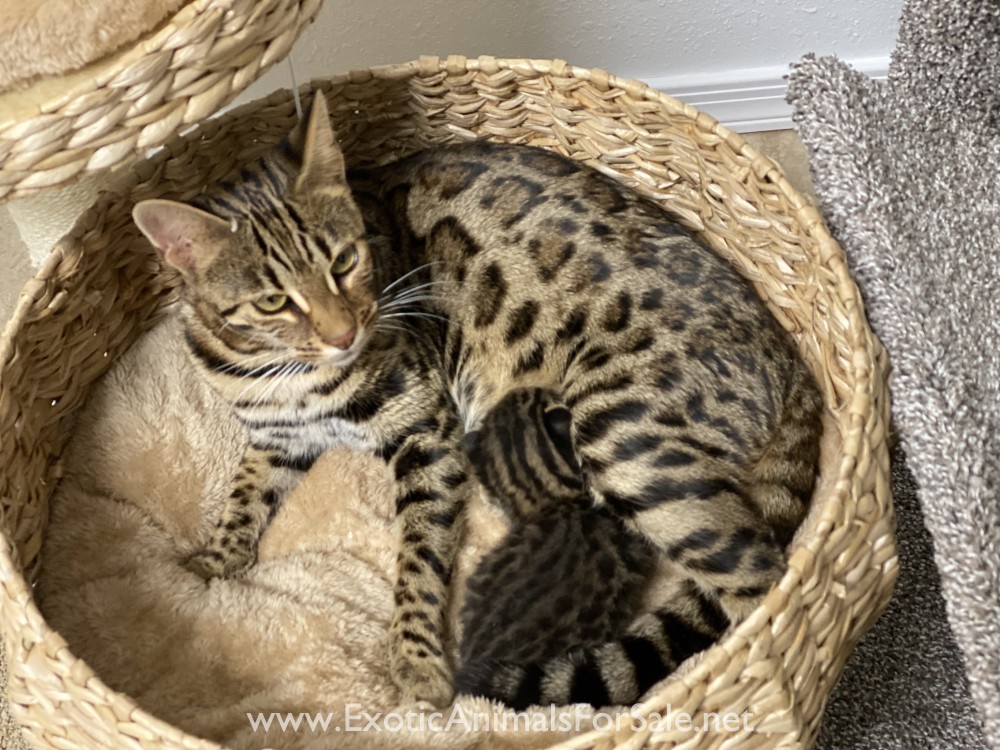 F1 female bengal 75 asian leopard cat for Sale