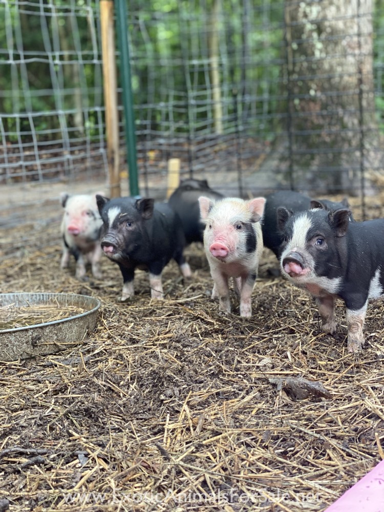 Potbelly pigs for Sale