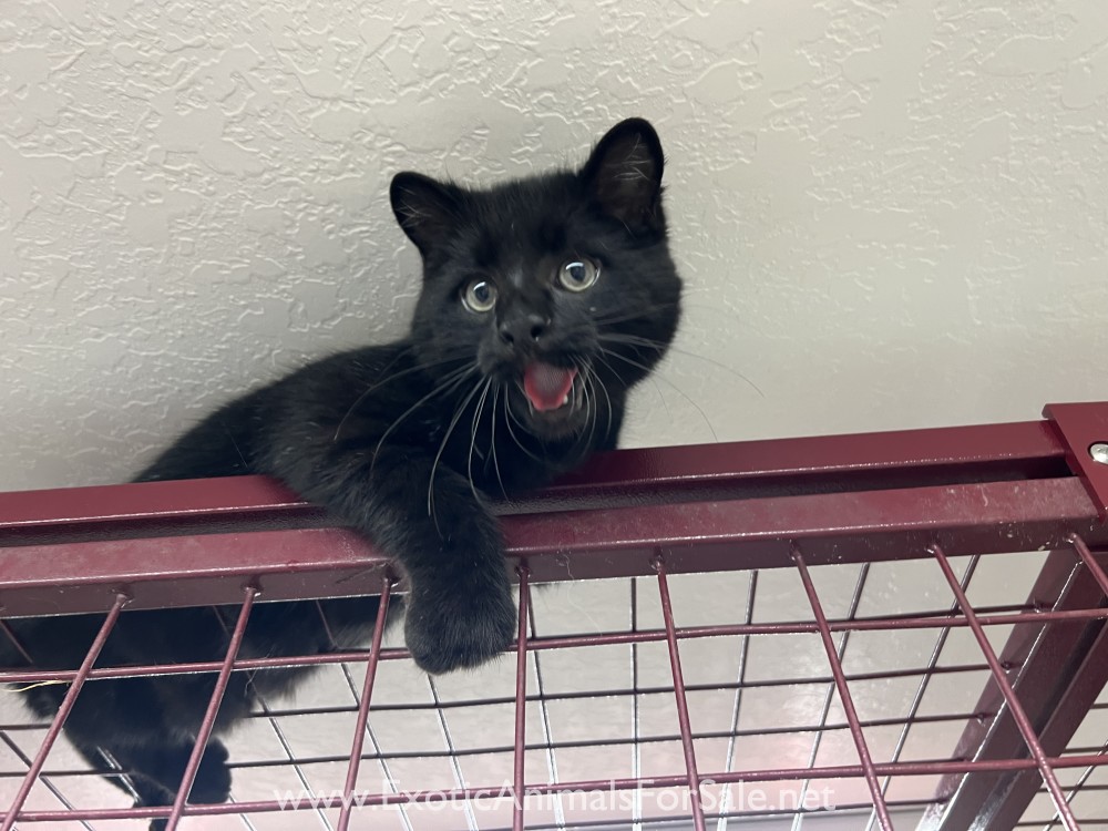 Male Melanistic Geoffroy’s Cat for Sale