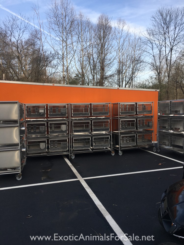 Stainless steel cages for Sale