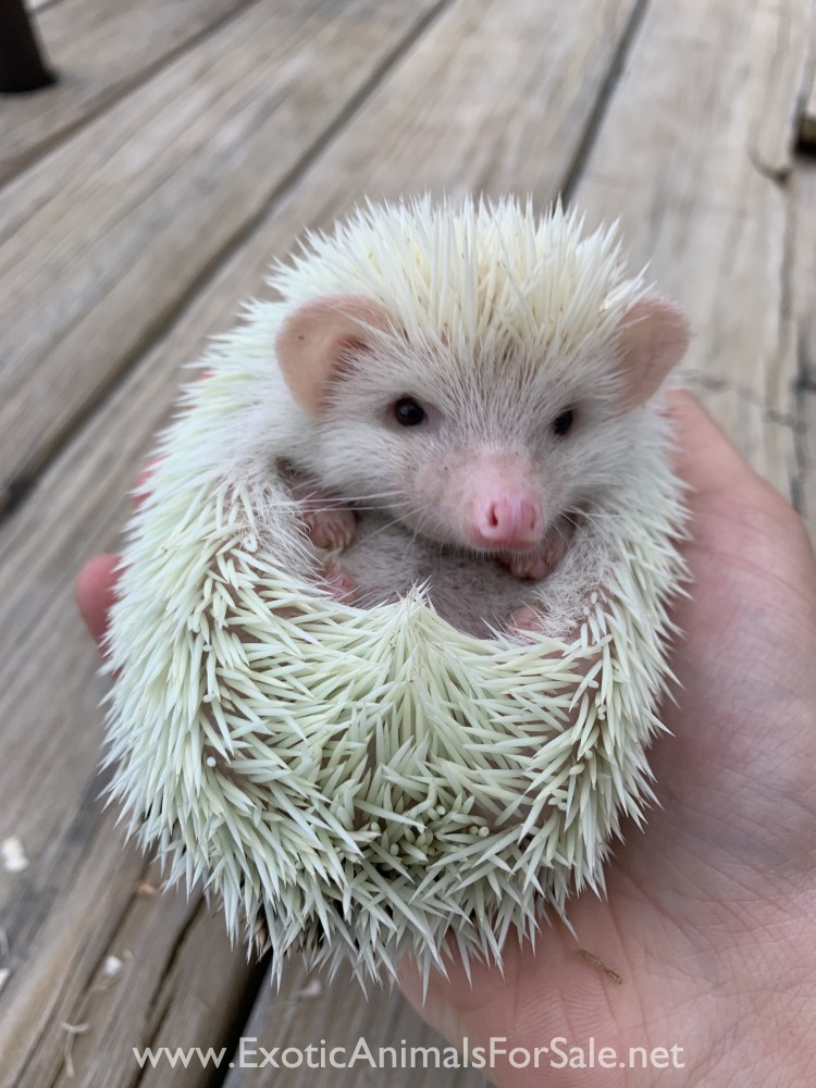 Hedgehogs for Sale