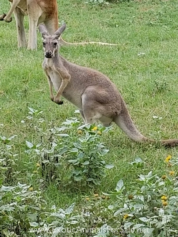 Kangaroo Females for Sale