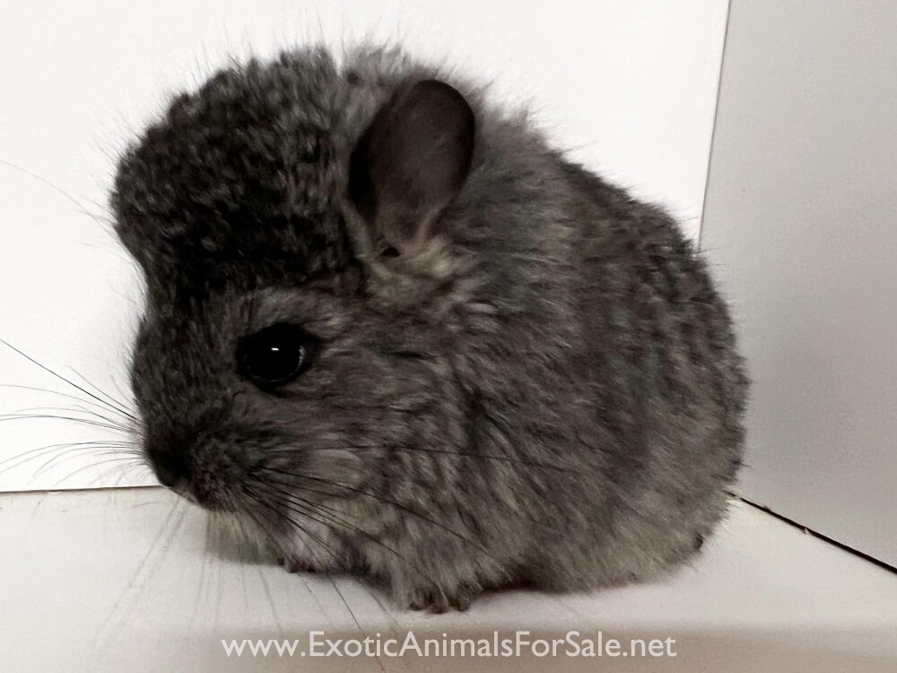 Angora chinchillas for Sale