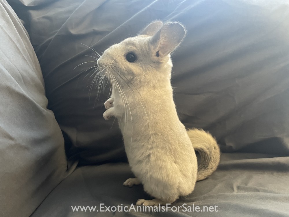 8 Month Old Mosaic White Female Chinchilla for Sale