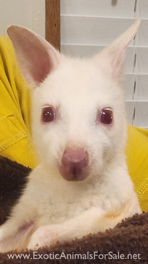 Baby Albino Wallaby for Sale