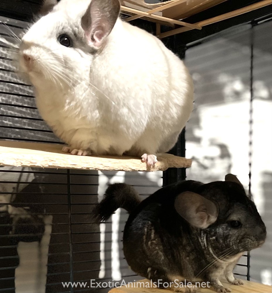 White ebony female chinchilla for Sale