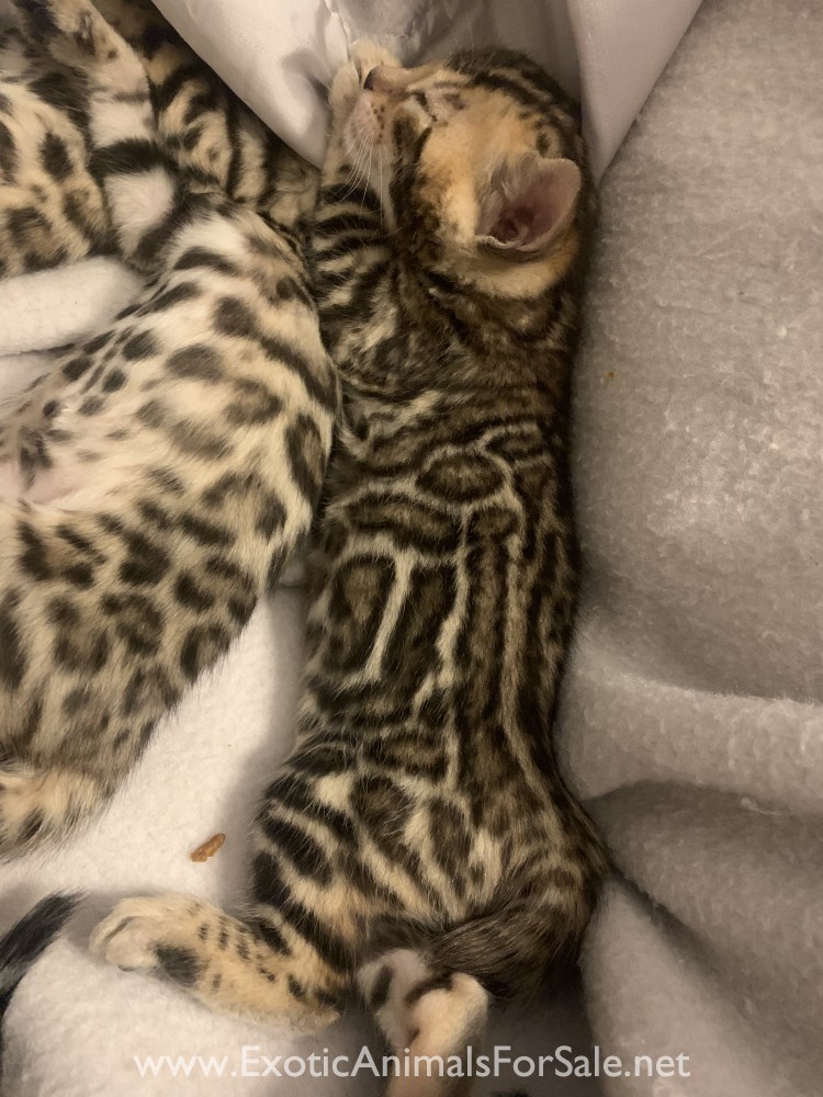 F3 Bengal kittens for Sale