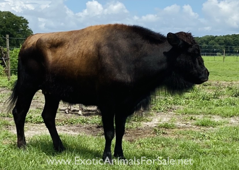 Beefalo cow for Sale