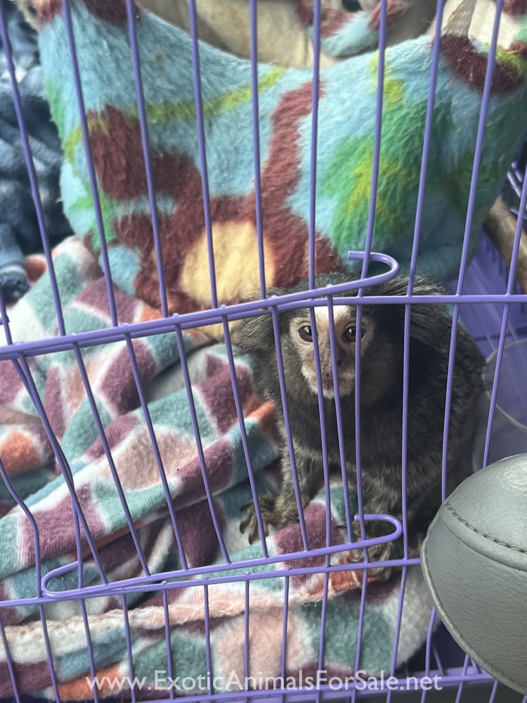 Marmoset monkey for Sale