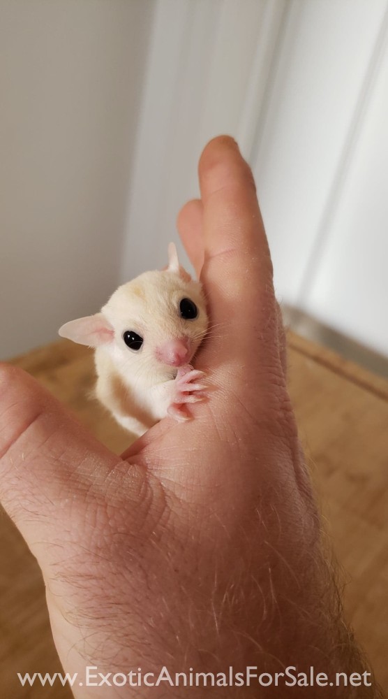 Sugar gliders for Sale