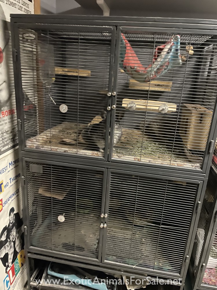 Chinchilla cages for sale for Sale