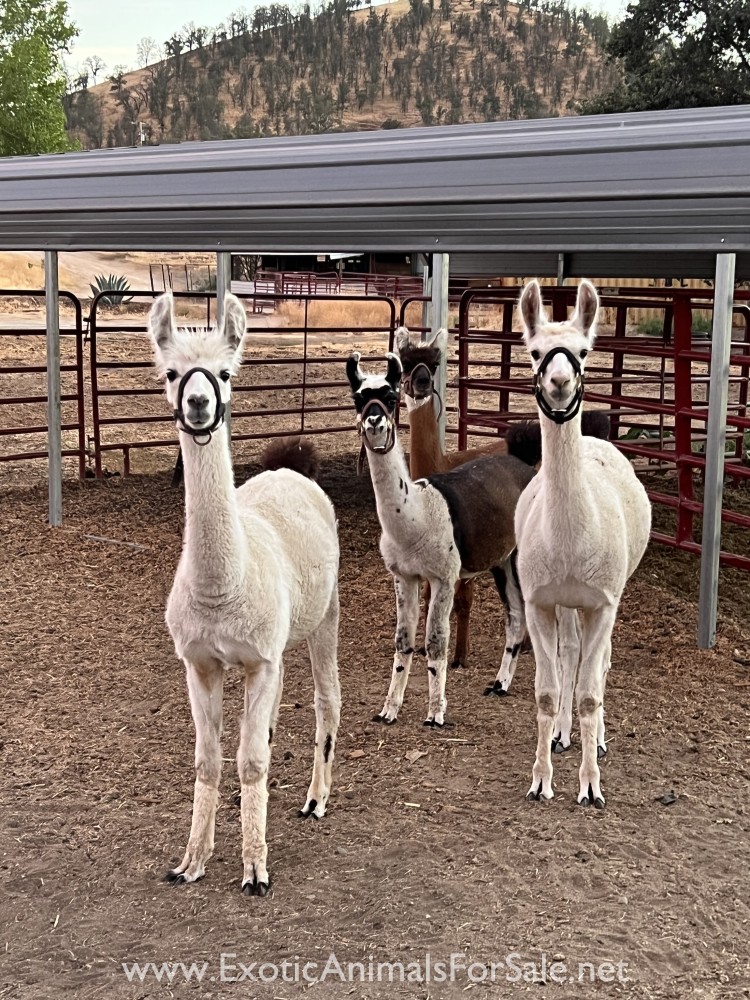 Appaloosa llamas for Sale