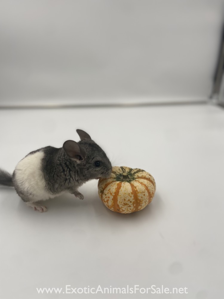 Mosaic Chinchilla ready for her forever home for Sale