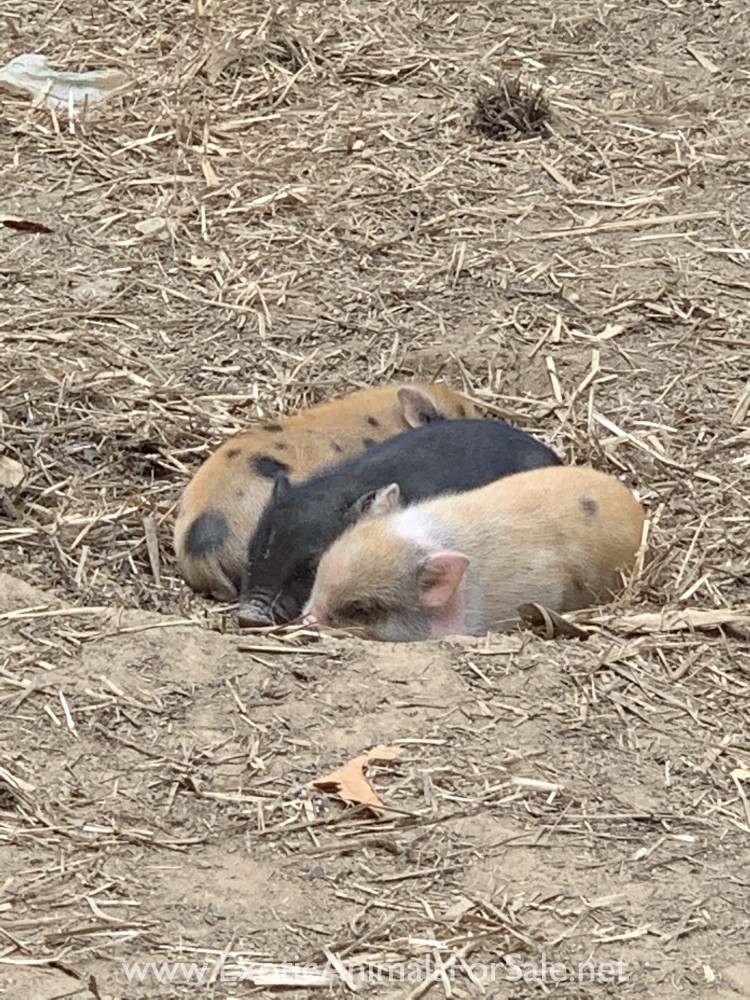 Mini pot belly pig for Sale