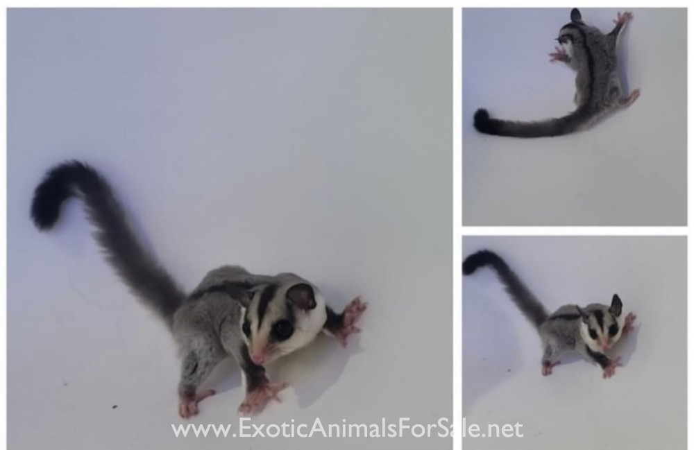 Sugar gliders for Sale