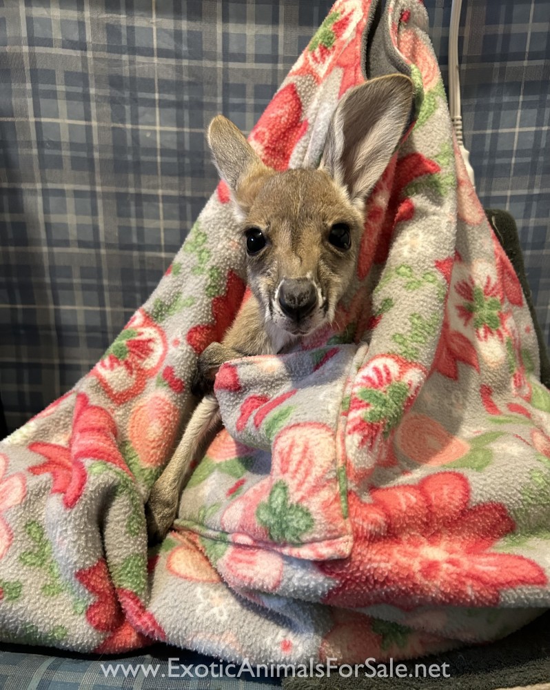 kangaroo for Sale