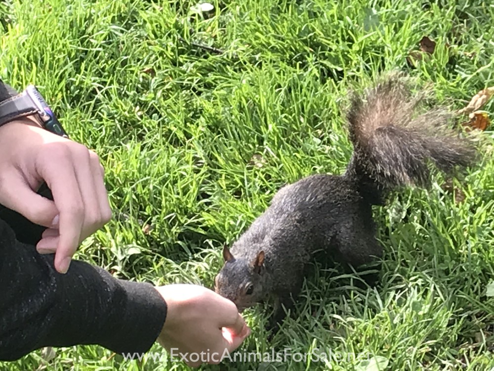 Squirrels for Sale