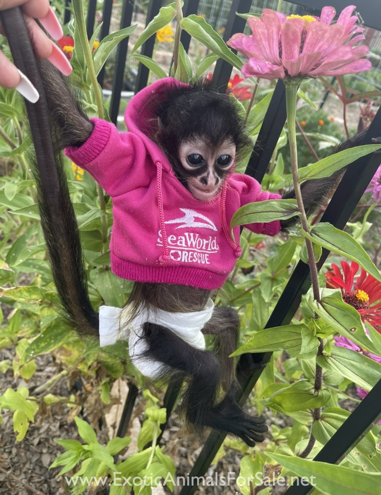 Spider monkey baby girl for Sale