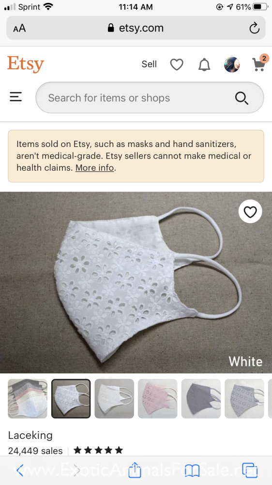 Sugar gliders for Sale