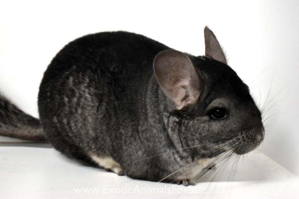 Chinchillas for Sale