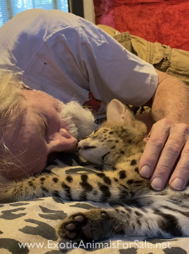 Serval kittens for Sale