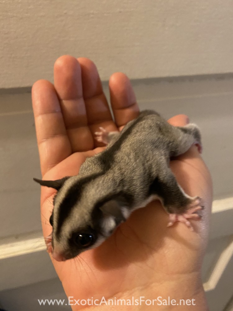 Sugar glider for Sale Sugar glider for Sale