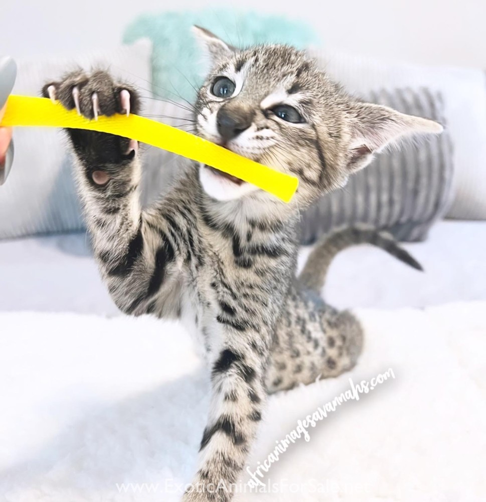 F2 Savannah Cat for Sale