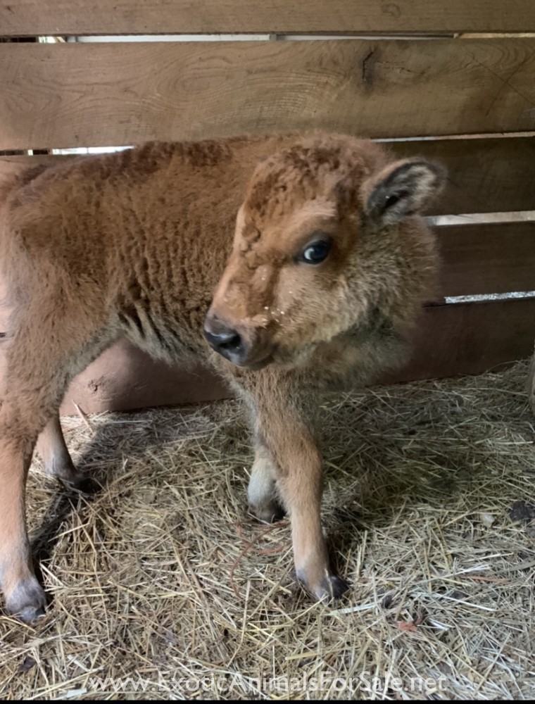 Baby Buffalo for Sale