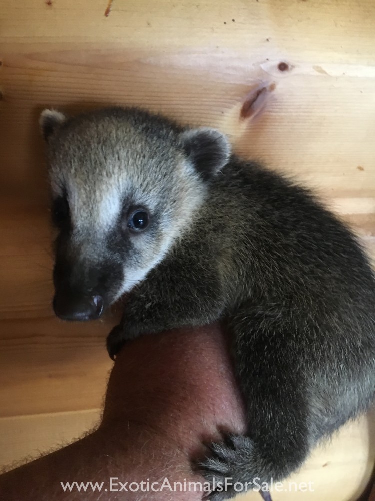 Mountain Coatimundi’s for Sale