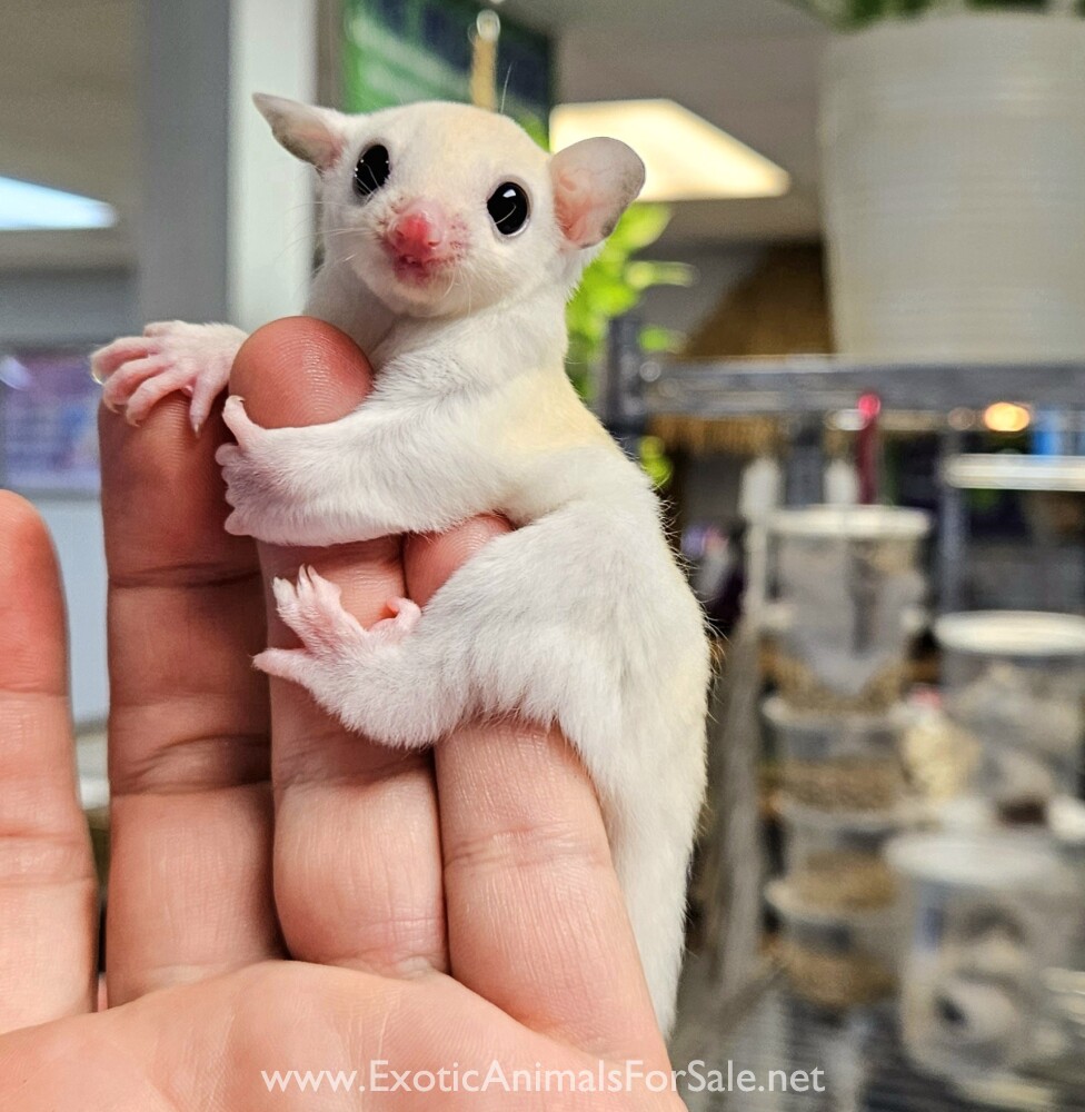 sugar-glider-sale-for-sale