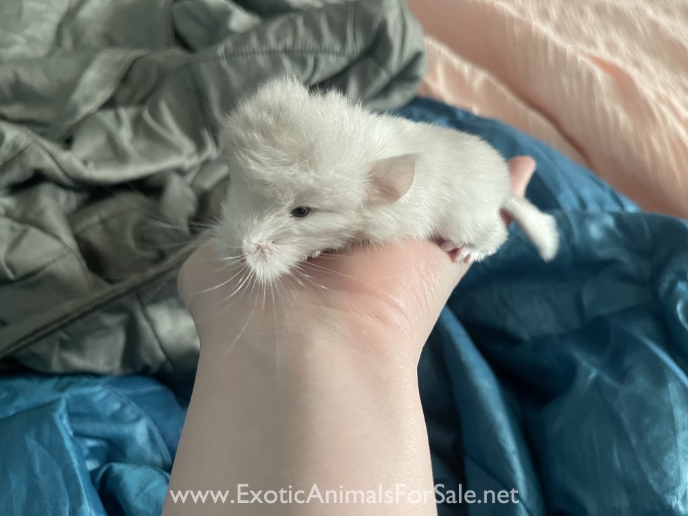 Pink white male chinchilla baby for Sale