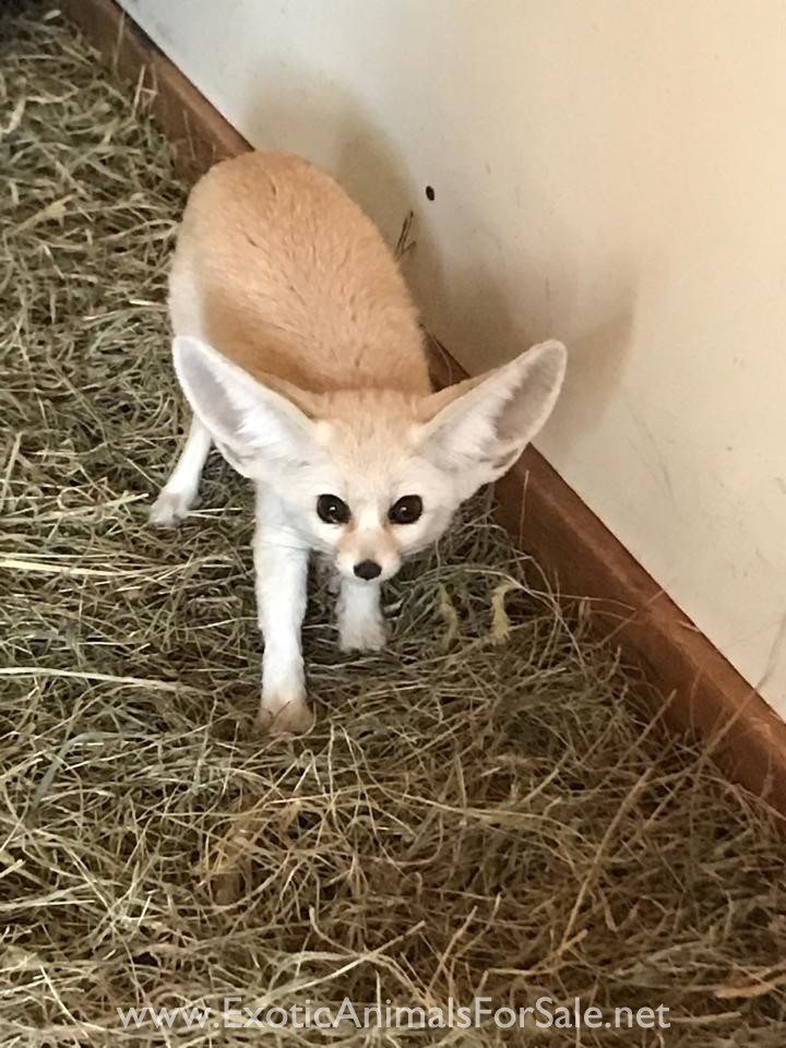 Breeding age pair of Fennec foxes for sale for Sale