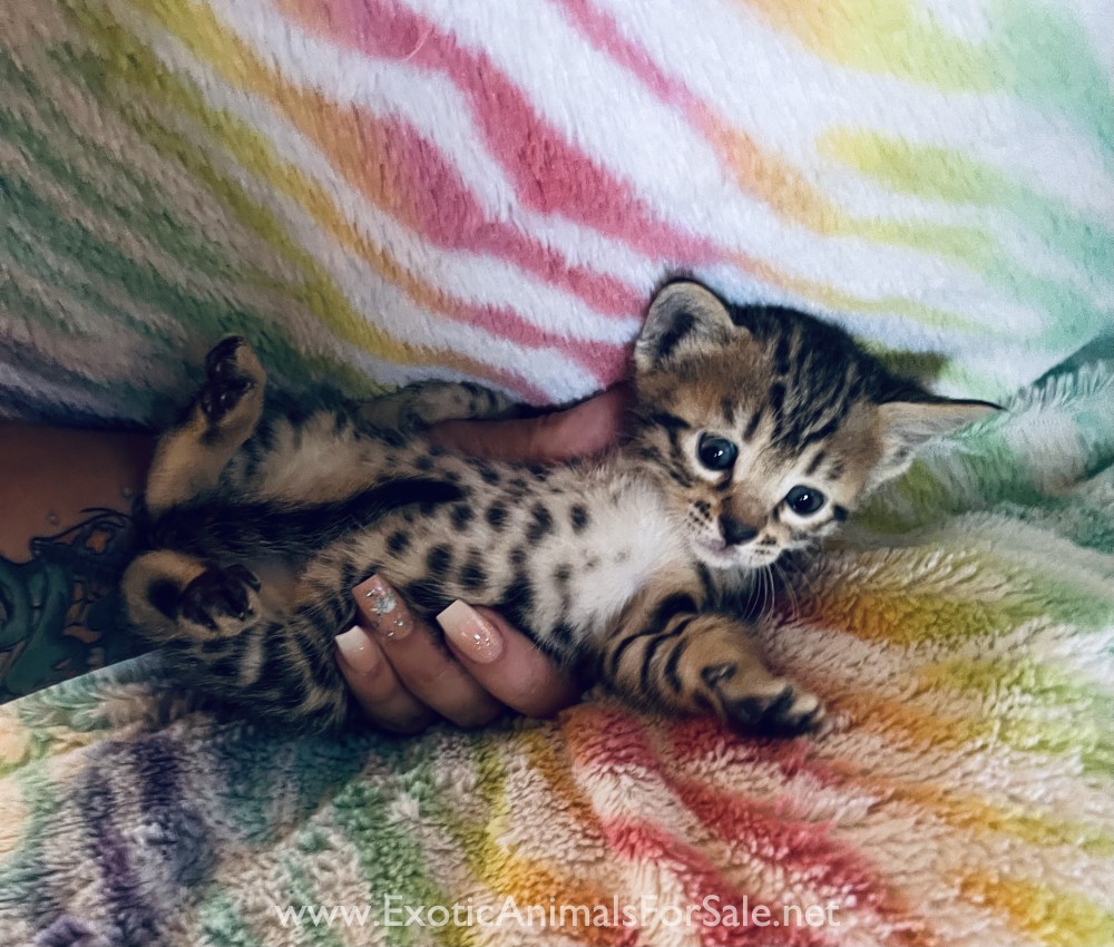 Bengal kittens for Sale