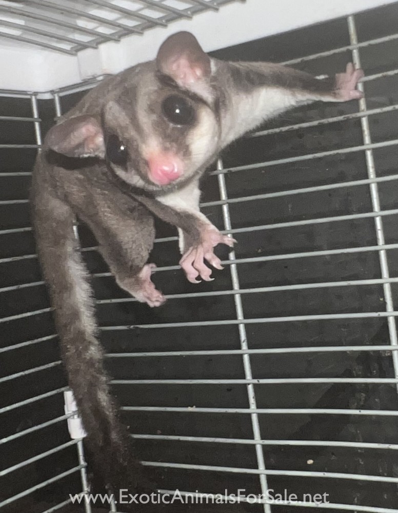 Sugar Gliders for Sale