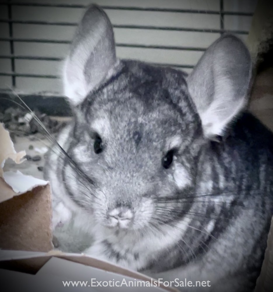 Female Chinchilla For Sale for Sale