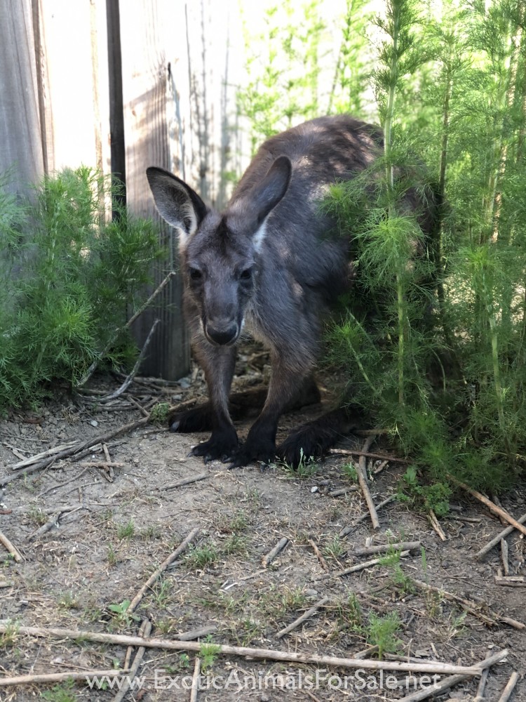 Wallaroo for Sale