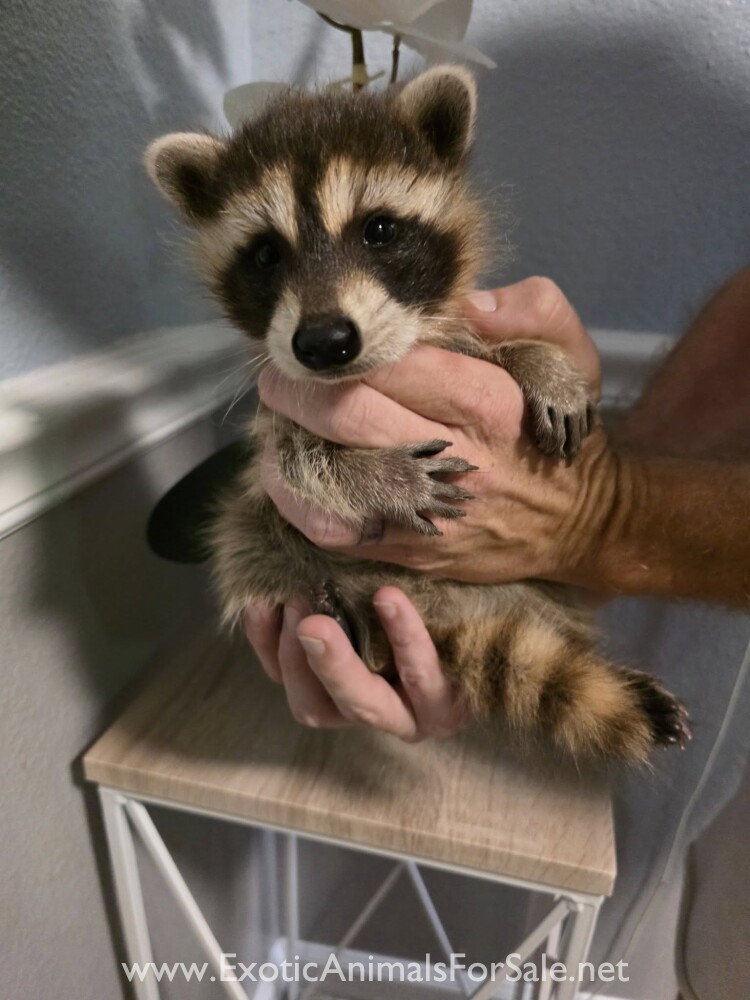 Baby Raccoons! for Sale