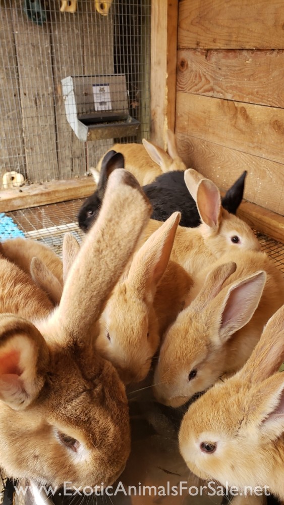 Continental GIANTS for Sale