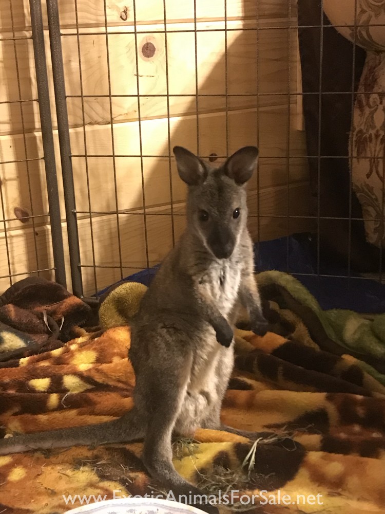 Wallaby for Sale