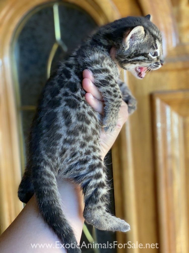 F1 female bengal (50 asian leopard cat) for Sale