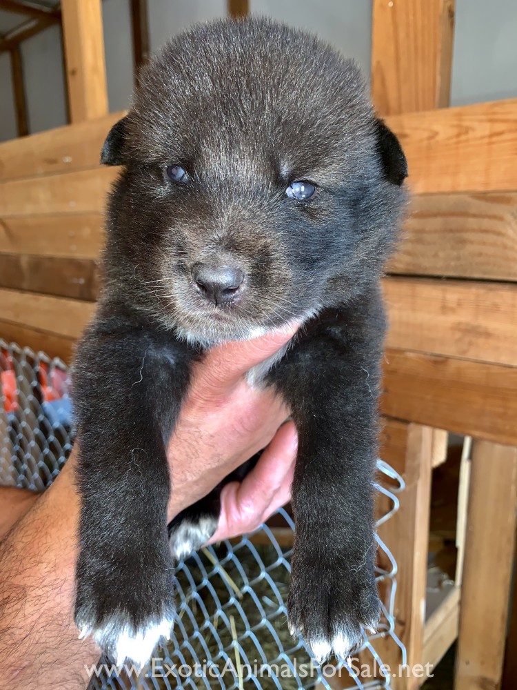 Wolf Puppies For SaleMid content for Sale