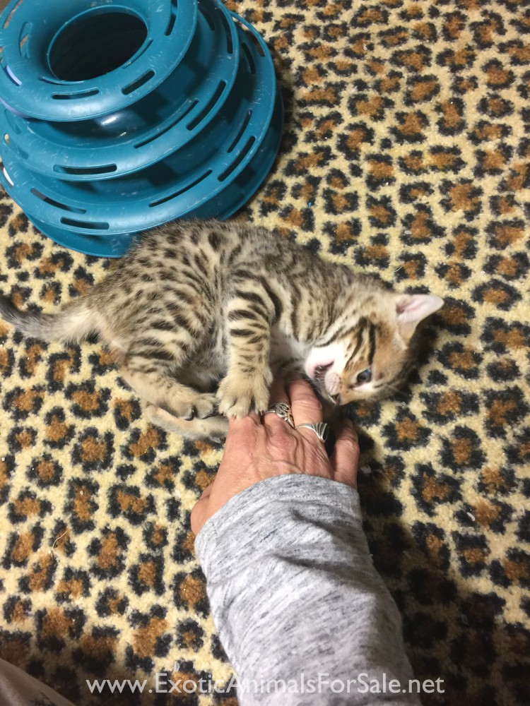 Bengal kittens for Sale