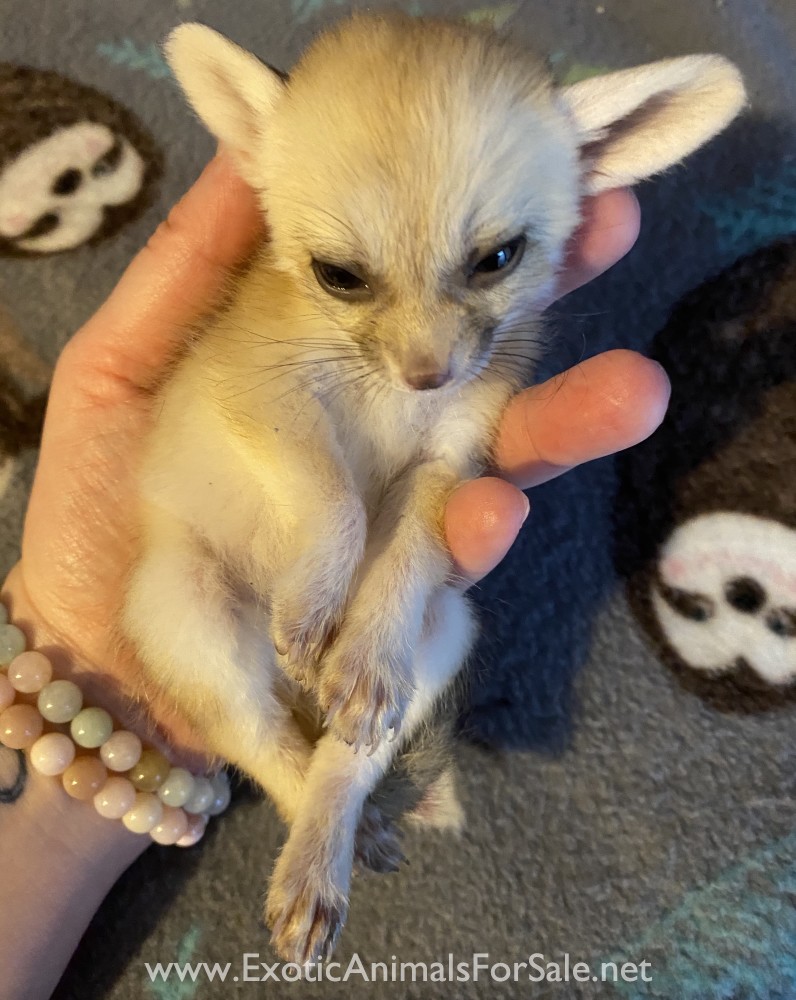 Fennec Fox Kits for Sale
