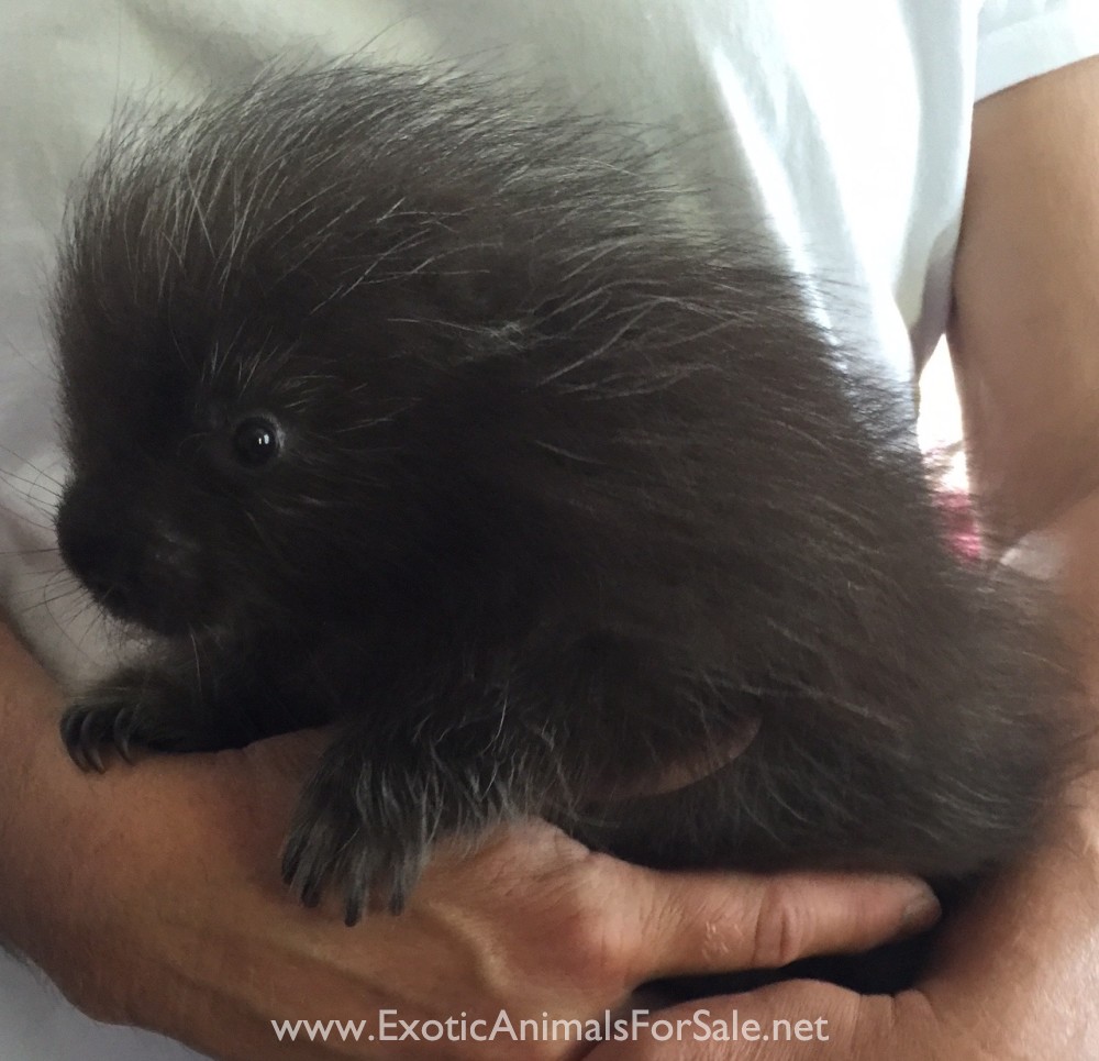 North American Porcupine for Sale