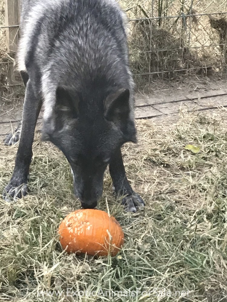 UPPER MID CONTENT WOLF DOG PUPPIES for Sale